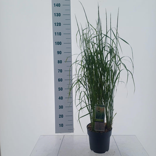 Calamagrostis Karl Foerster 120cm 23cm Pot