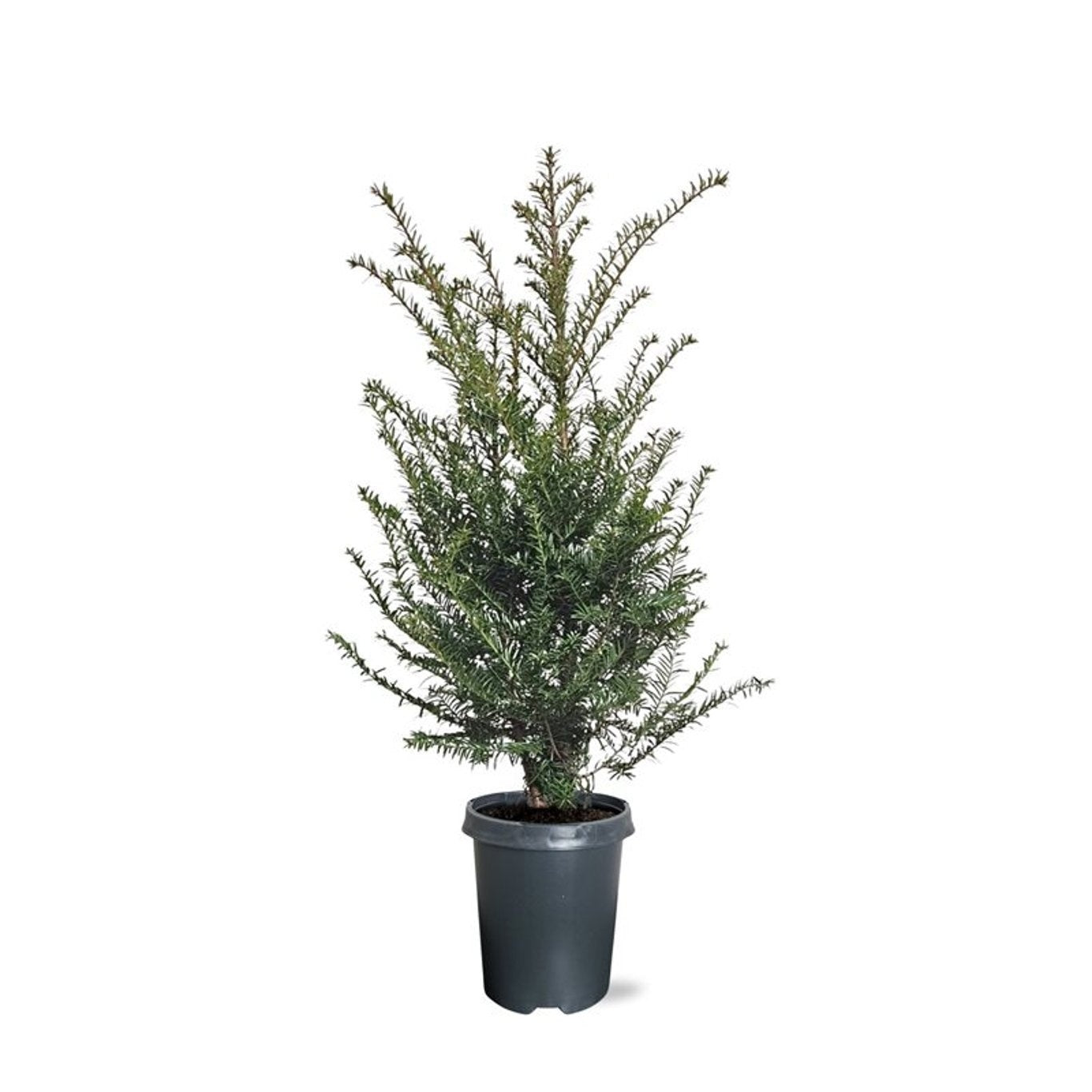 Taxus baccata 75cm 21cm Pot