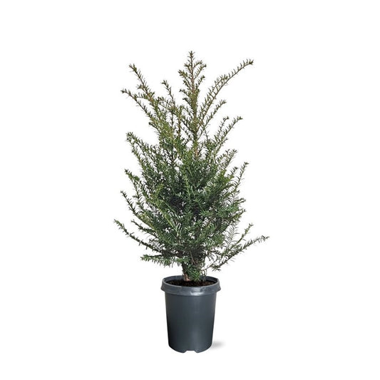Taxus baccata 75cm 21cm Pot