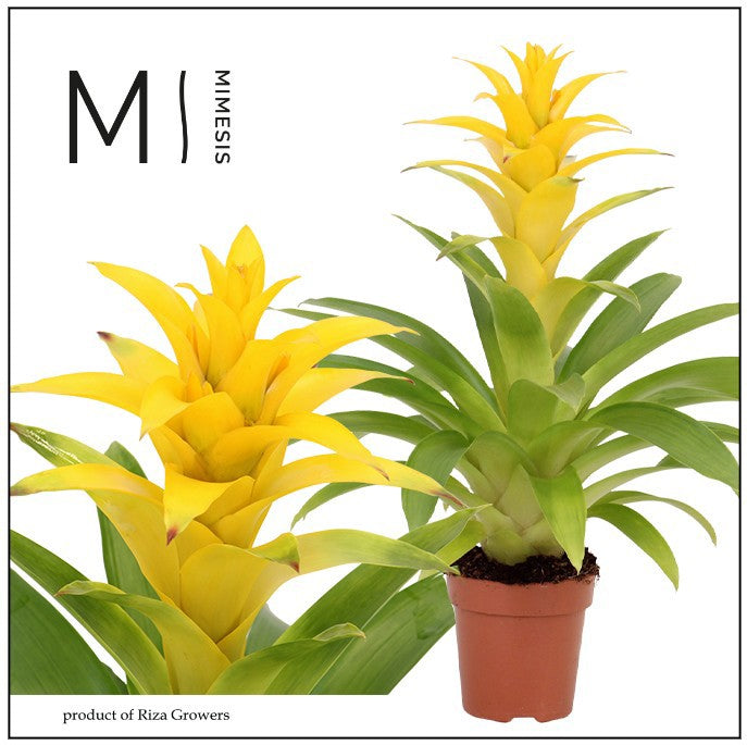 Riza Bromelia Specialist Guzmania Diana Pack of 10