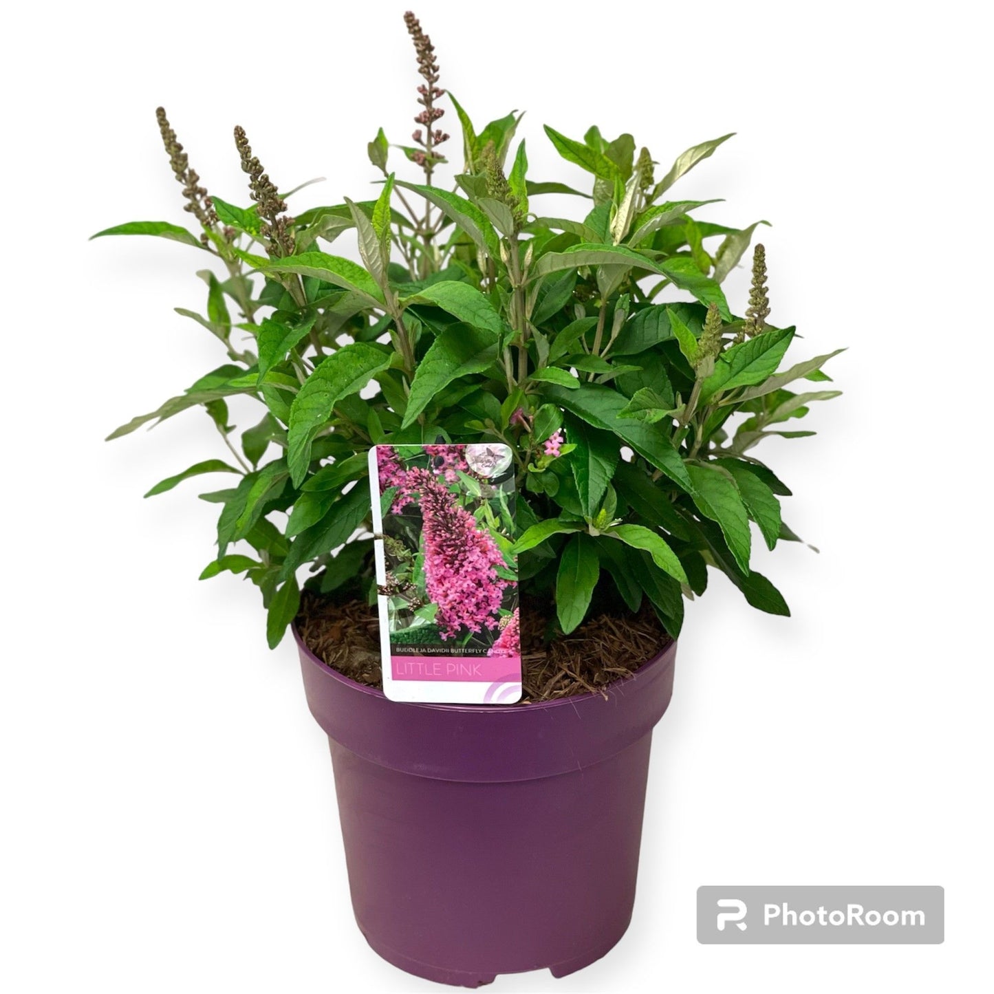 Buddleja Butterfly Candy Little Pink 60cm 23cm Pot