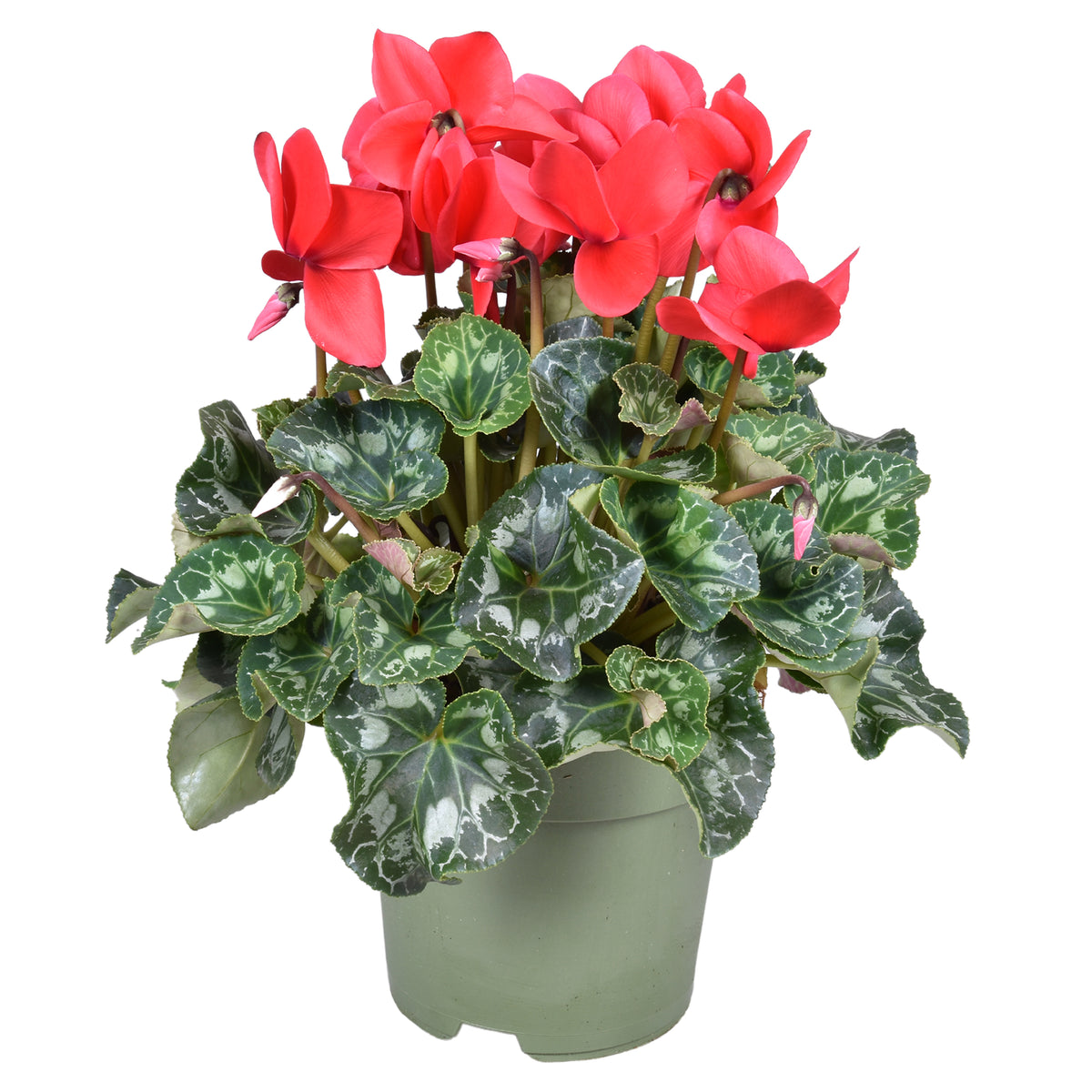 Cyclamen Halios red 30cm 17cm Pot