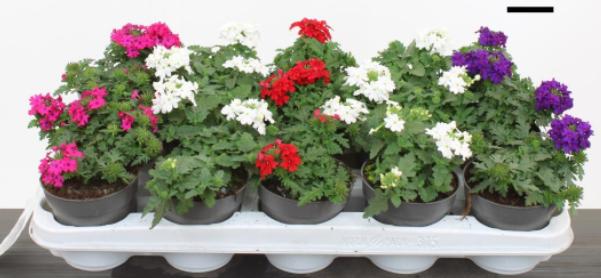 Verbena Drums mix 15cm 510cm Pot
