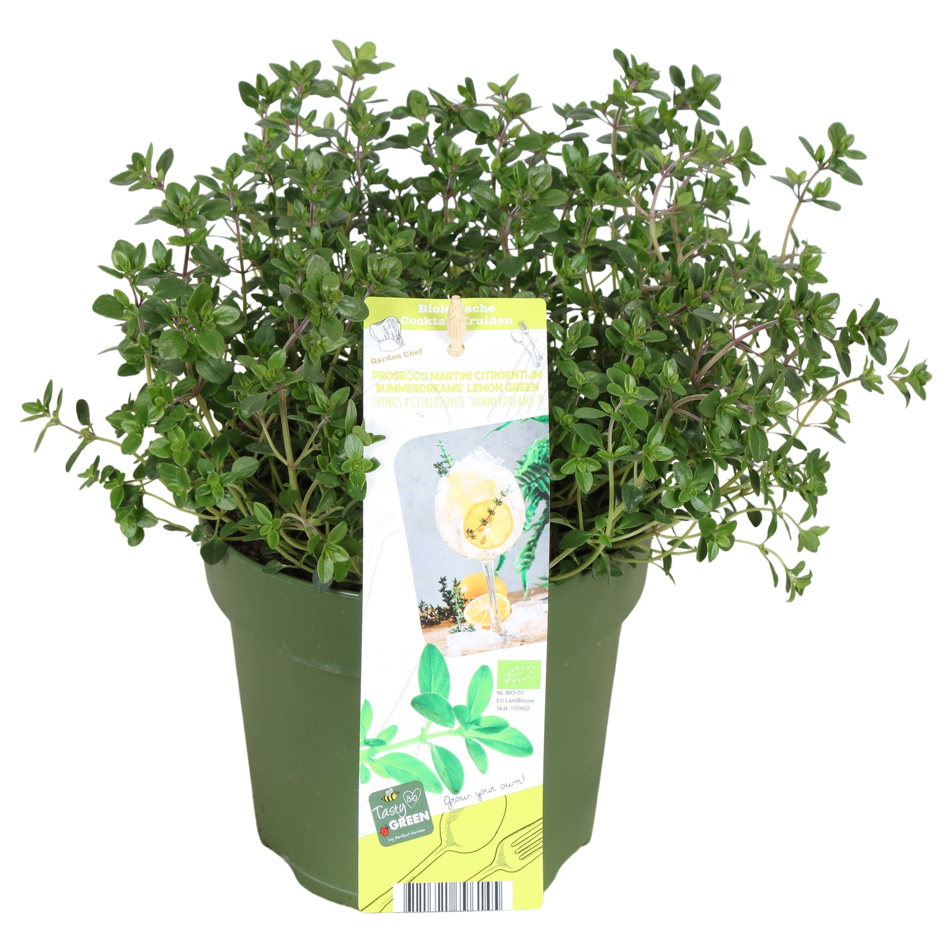 Thymus citriodorus 30cm 14cm Pot
