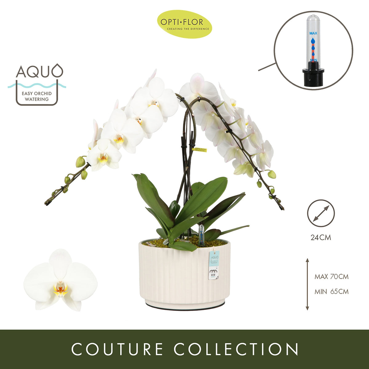Phalaenopsis arrangement 24cm Pot
