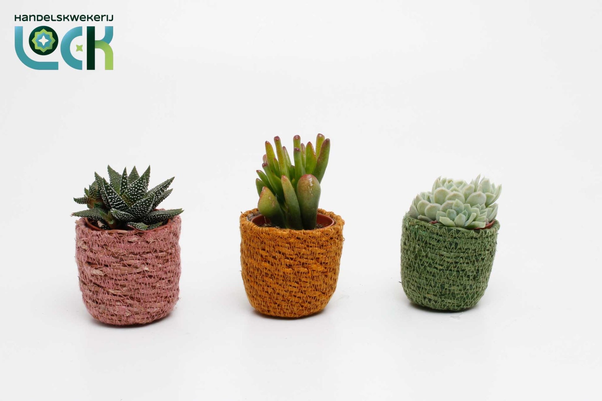 Lock, Handelskwekerij Succulenten mix in Stef Rotan Mix Pack of 12