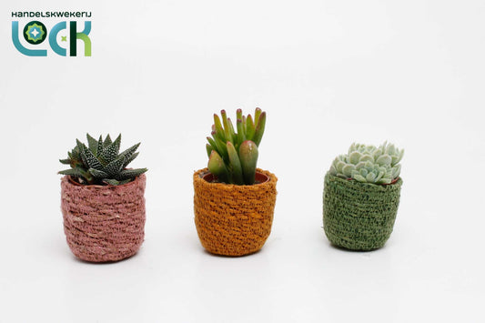 Succulenten mix in Stef Rotan Mix 15cm 505cm Pot