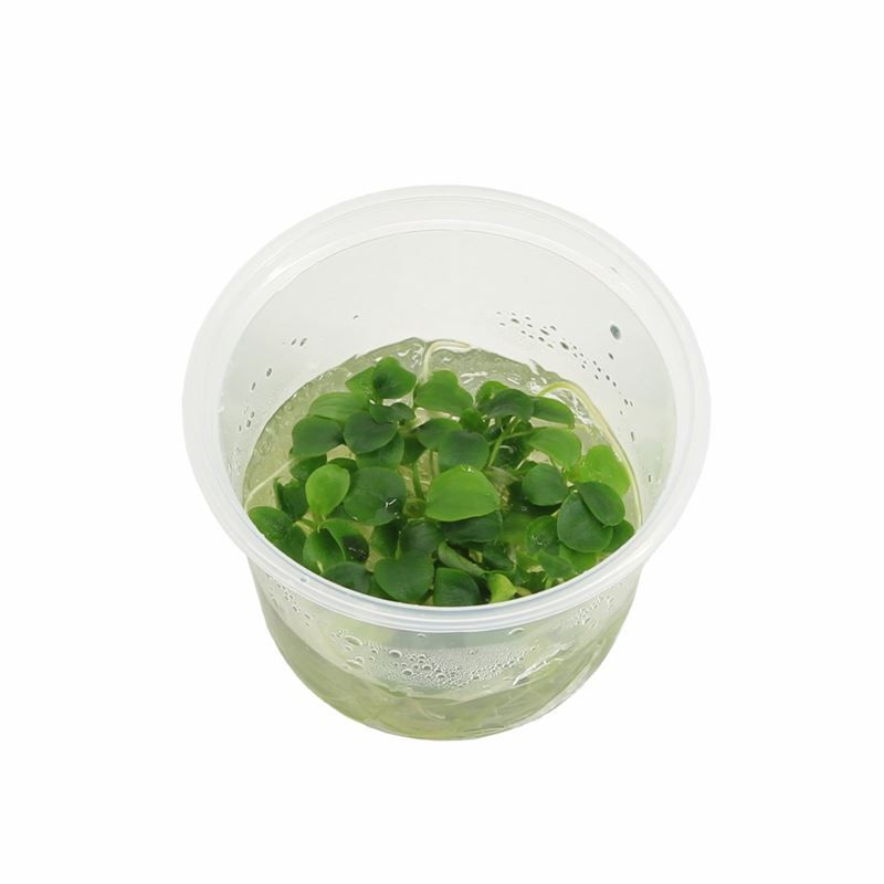 Aquarium plant mix 5cm 2cm Pot
