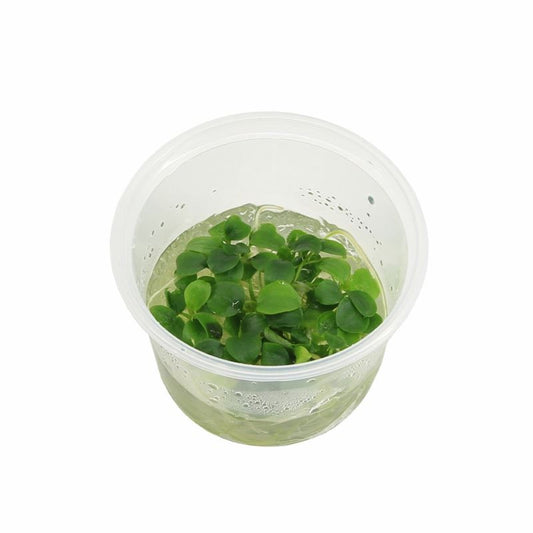 Aquarium plant mix 5cm 2cm Pot
