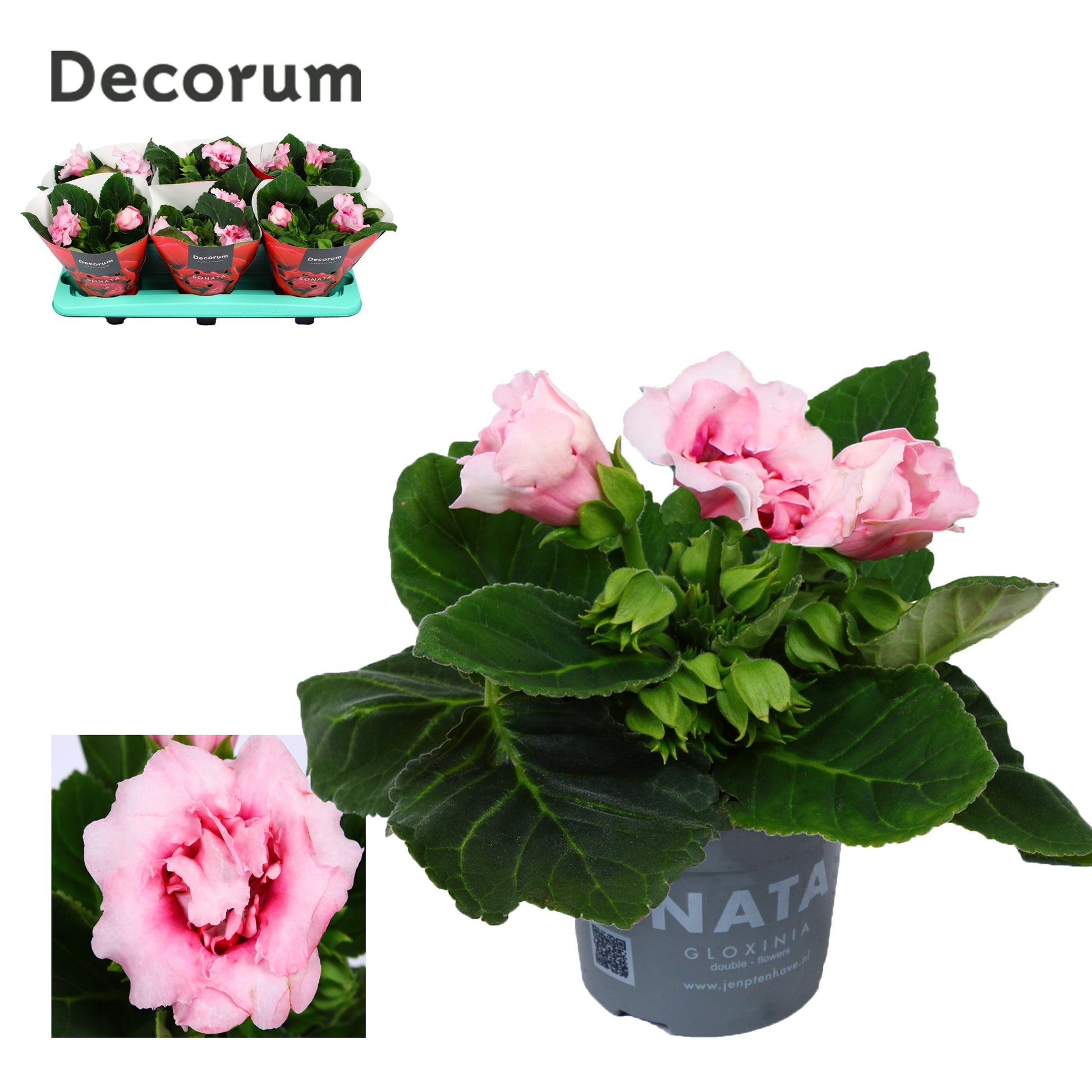 Sinningia Sonata Pink 20cm 13cm Pot