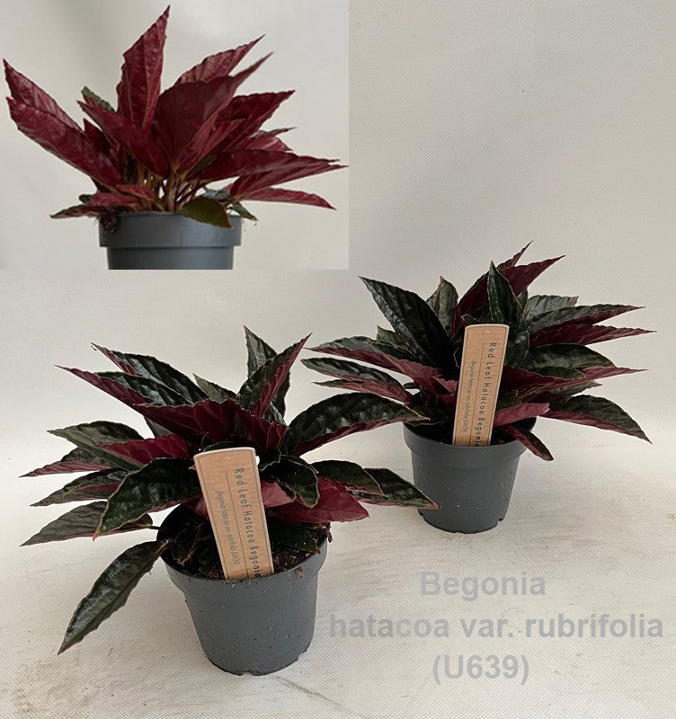 Begonia rex 25cm 12cm Pot