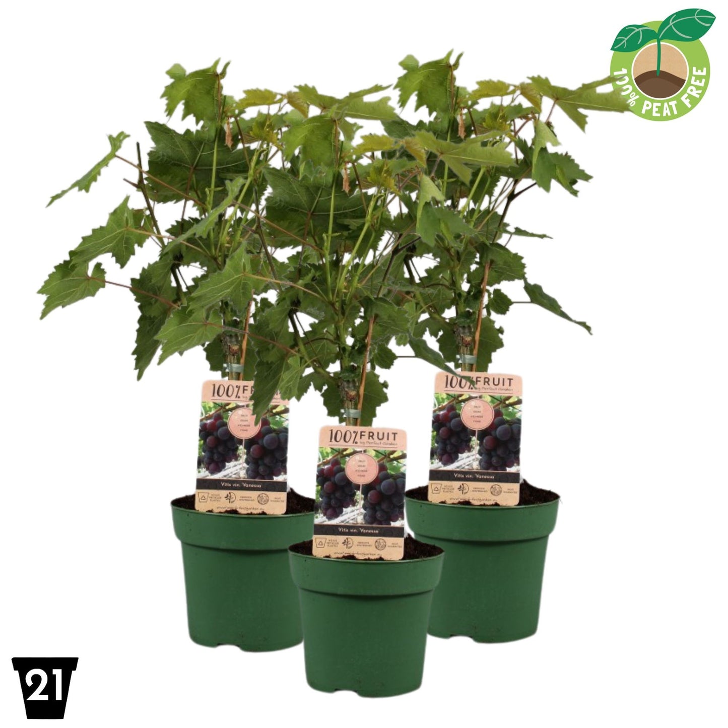Streng Growers B.V. Vitis vin. Vanessa Pack of 1