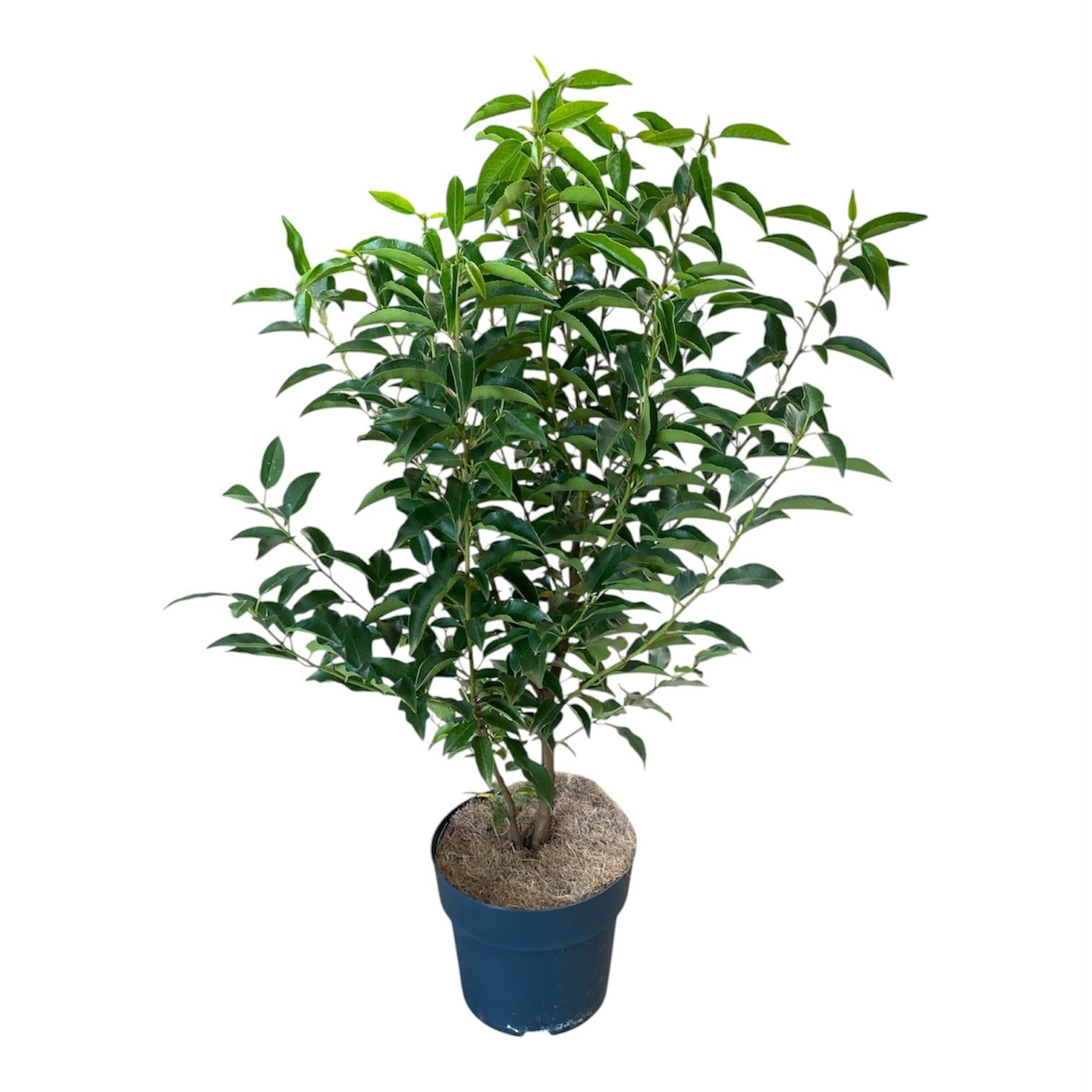 Notkamp Boomkwekerij BV Prunus lusitanica Angustifolia Pack of 1