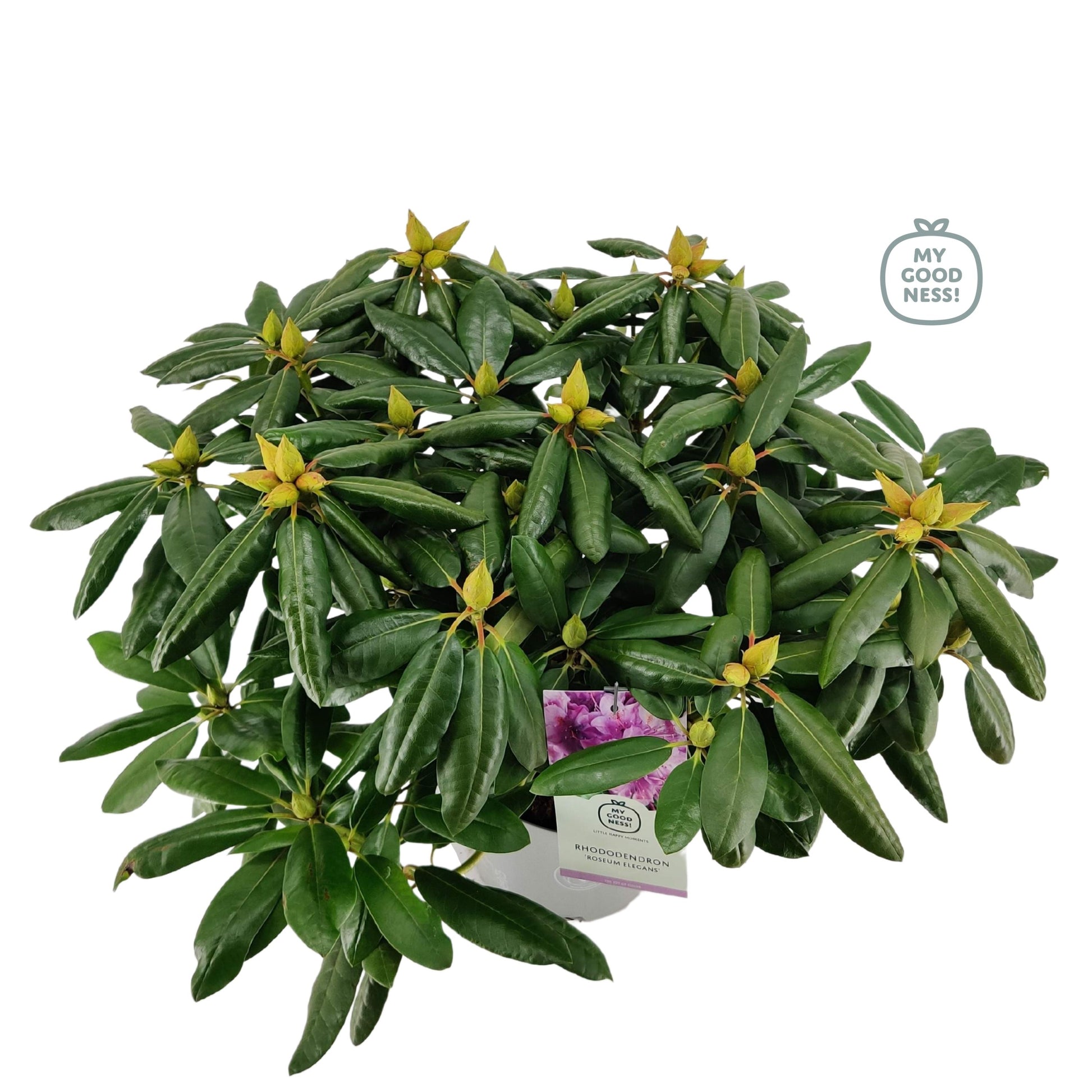 Leybaert BVBA Rhododendron Roseum Elegans Pack of 1