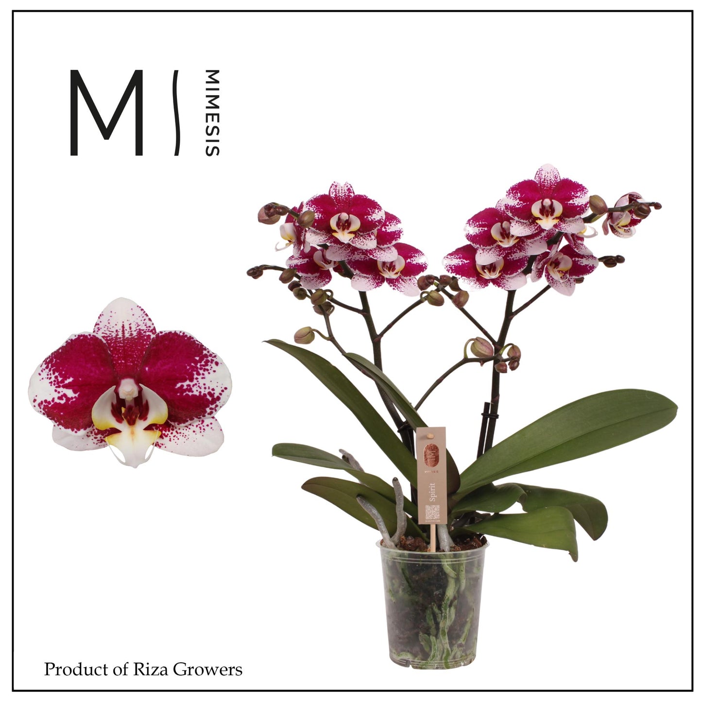 Riza Ter Laak Orchios Phalaenopsis red Pack of 6