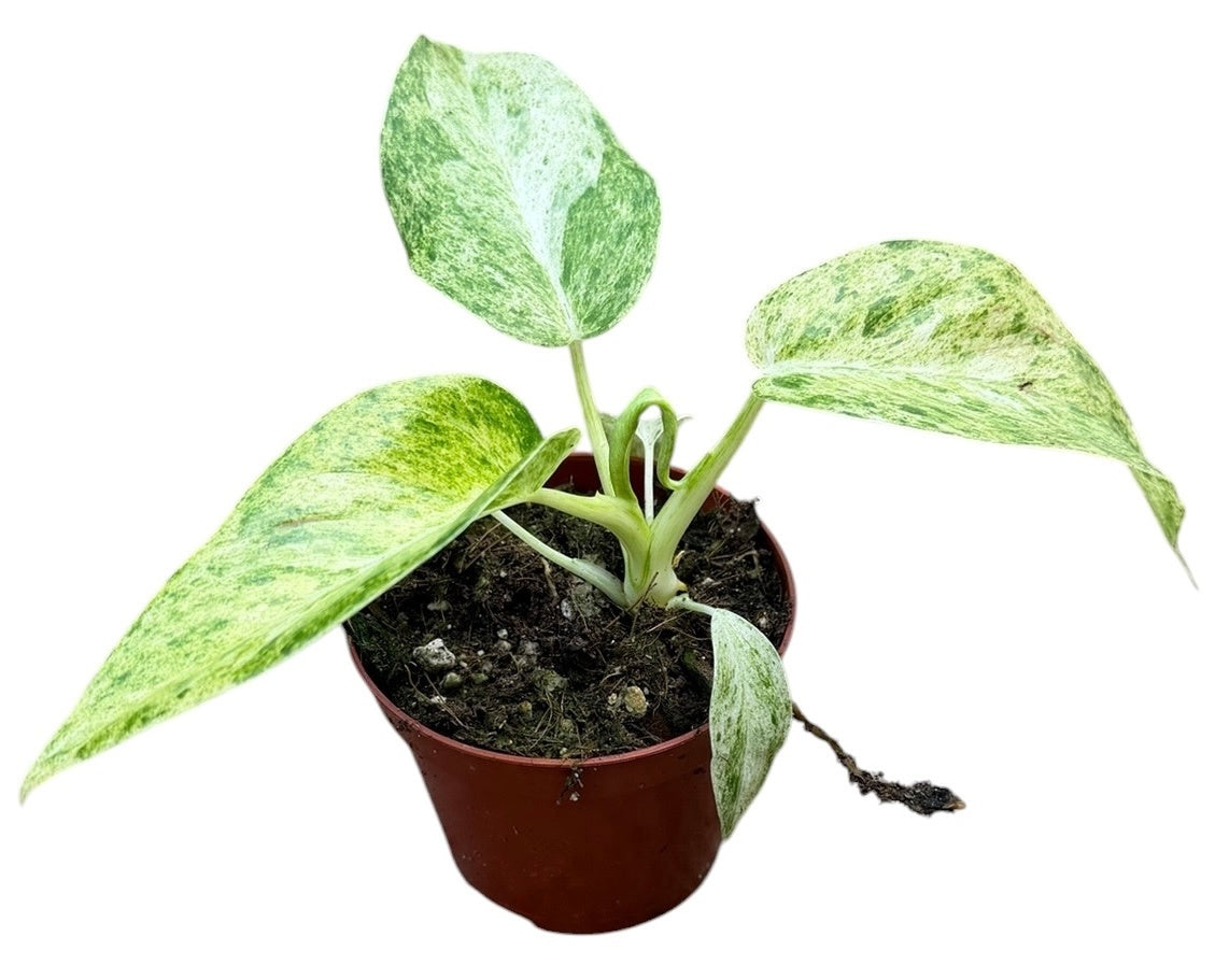 Philodendron scandens 12cm 8cm Pot
