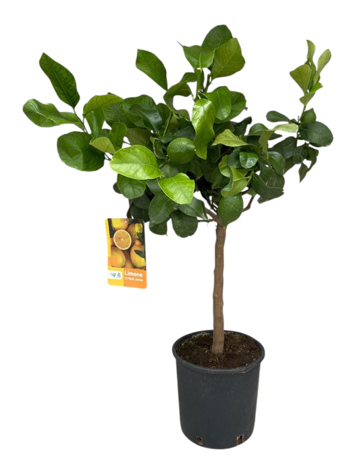 Citrus Lemon 95cm 22cm Pot