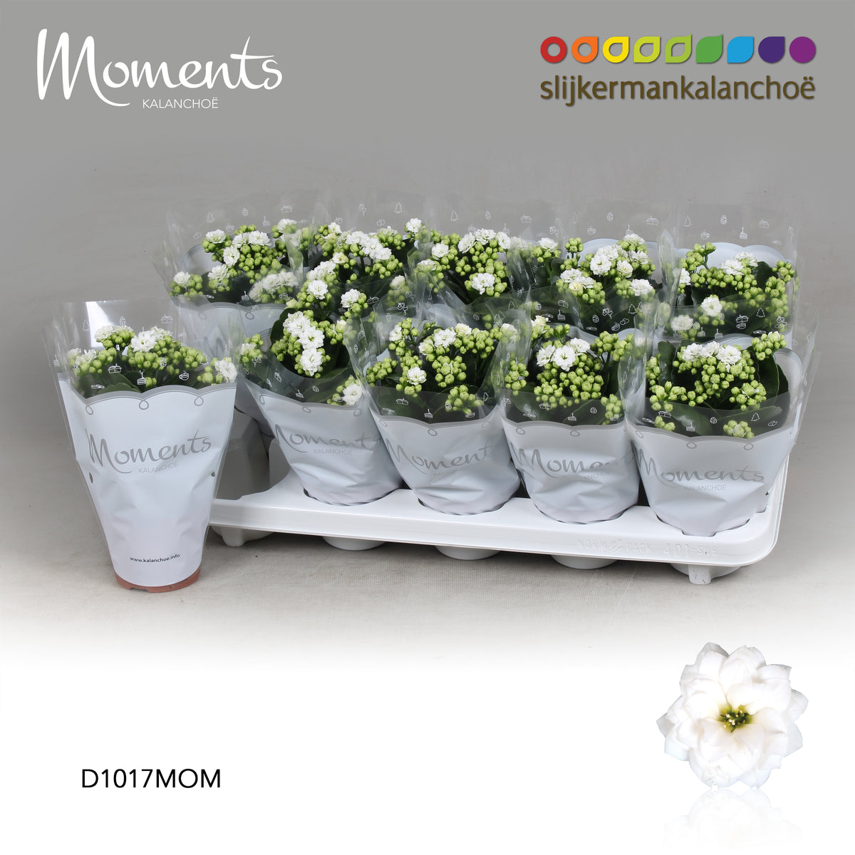 SlijkermanKalanchoe Kalanchoe Skydive White Pack of 10