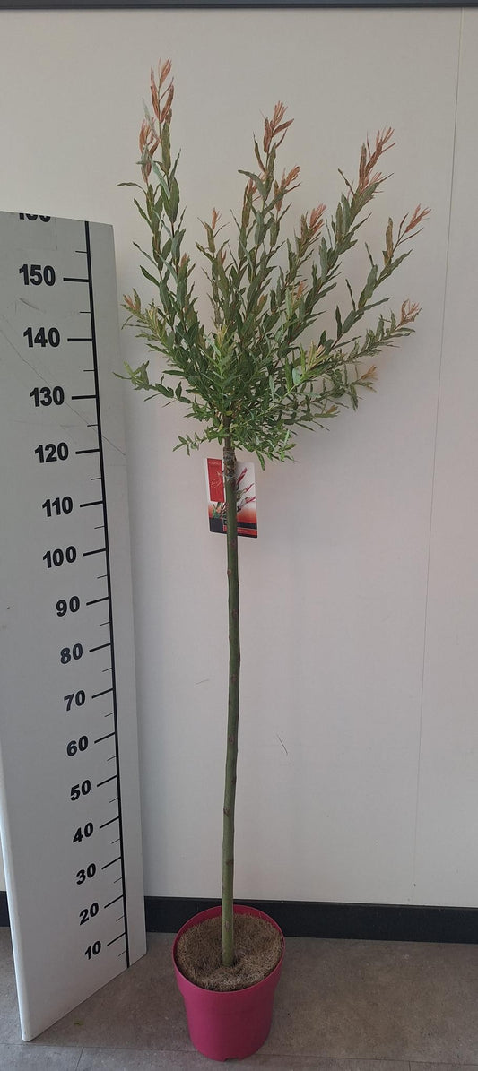 Salix integra Flamingo 145cm 23cm Pot
