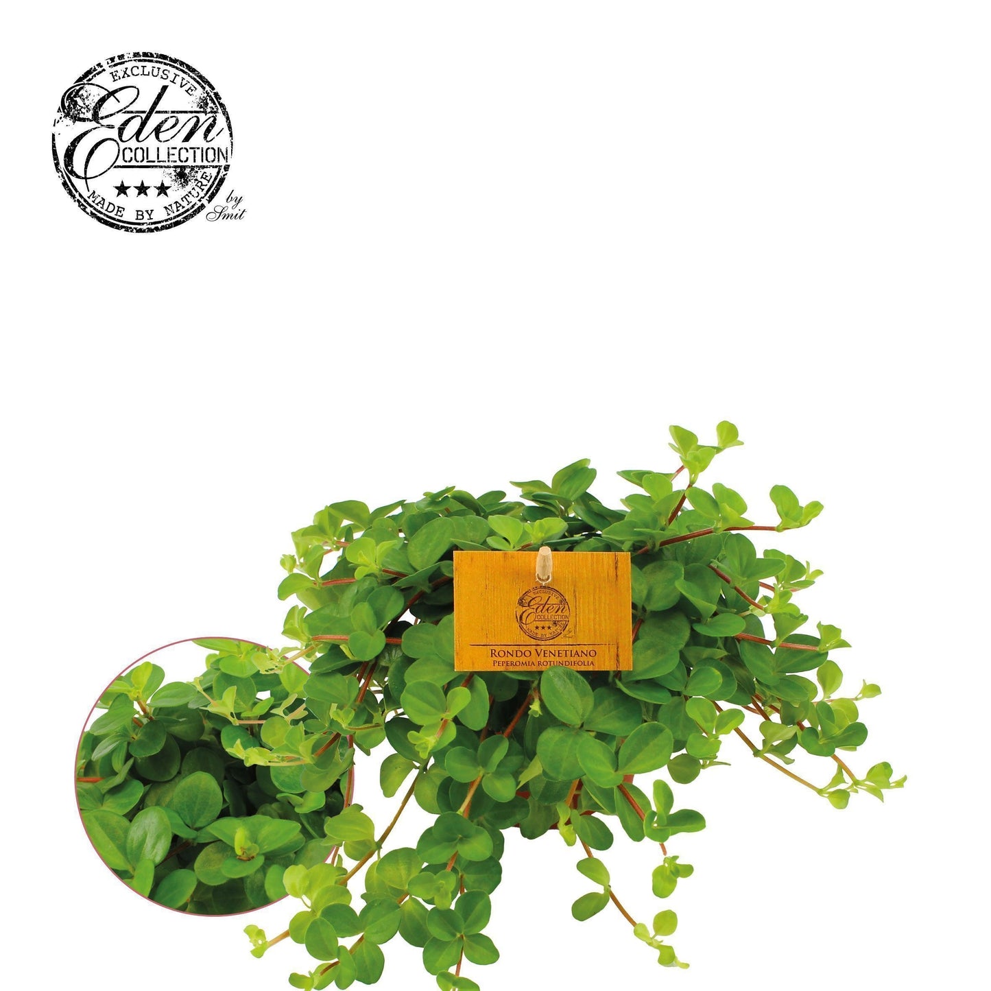 Plantworld Smit Kwekerij Peperomia rotundifolia Pack of 8