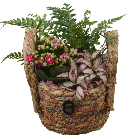Indoor arrangement 19cm 16cm Pot