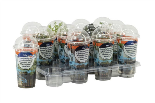 Aquarium plant mix 15cm 10cm Pot