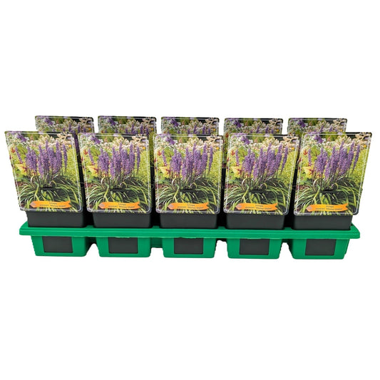 Liriope mus. Moneymaker 25cm 11cm Pot