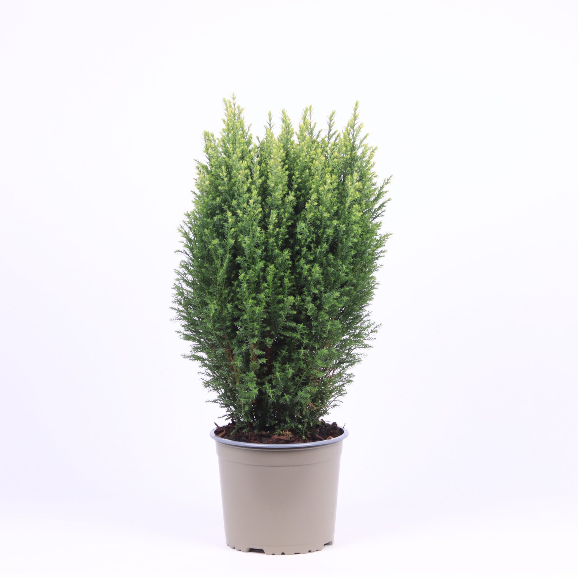 Chamaecyparis Snow White 60cm 17cm Pot