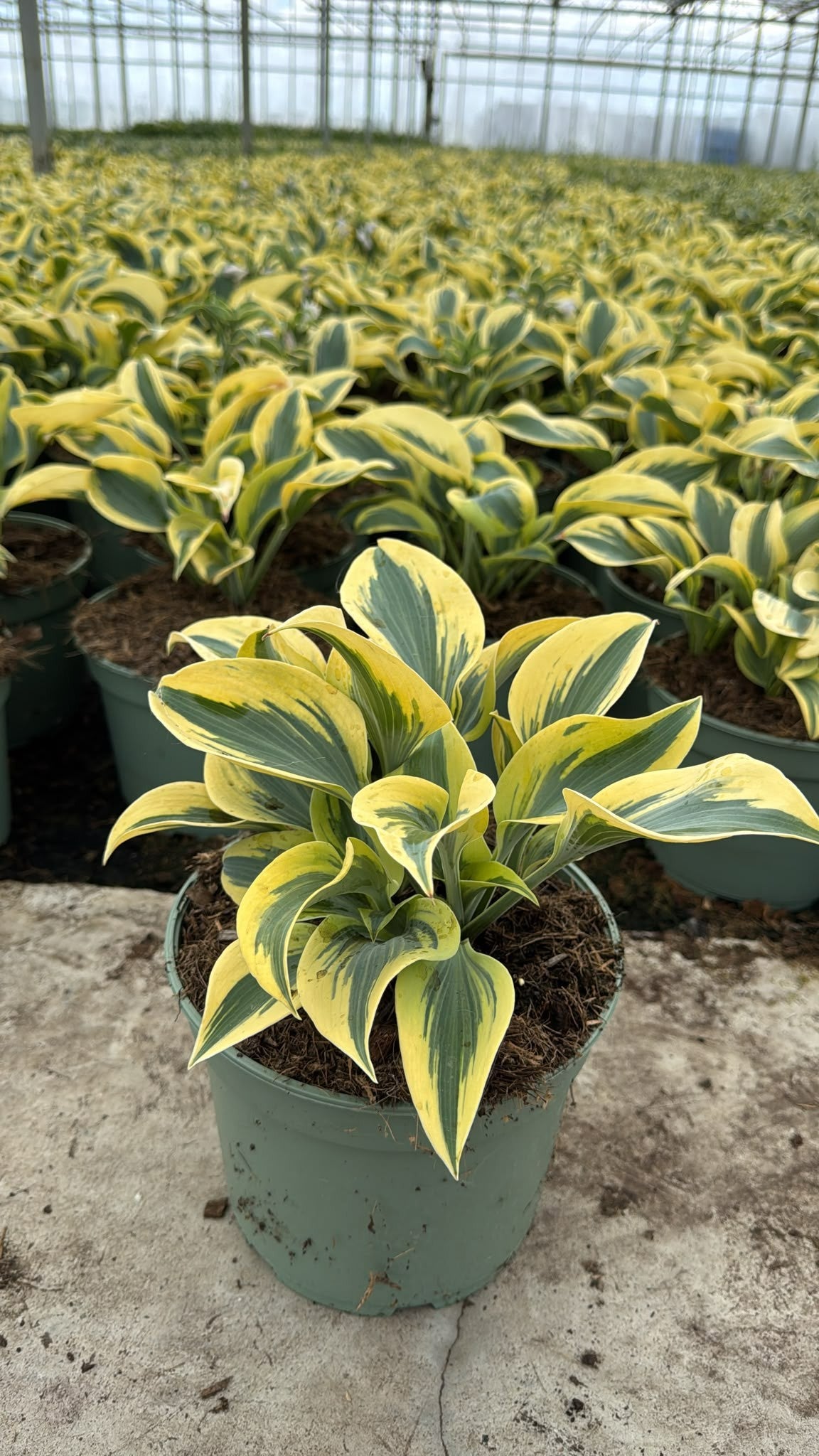 Woudenberg, VOF Gebr. van Hosta Wide Brim Pack of 1