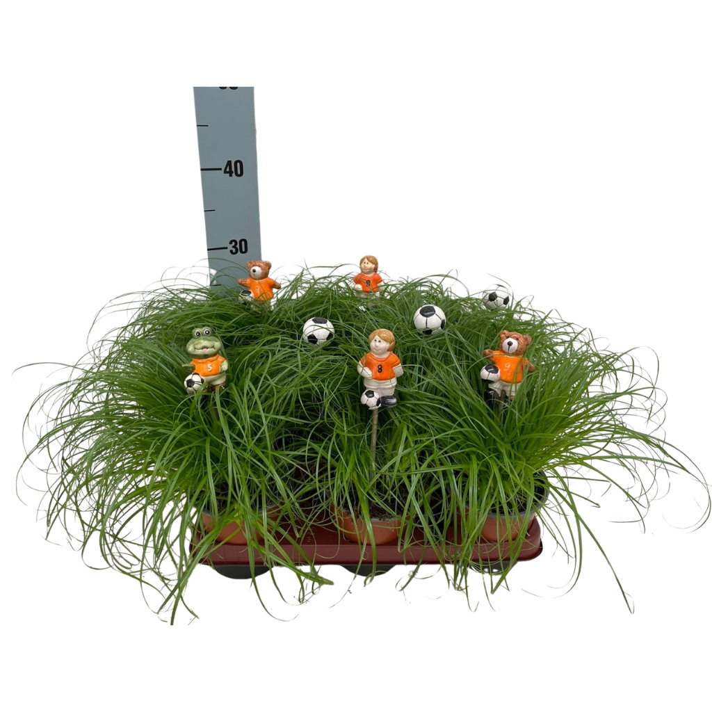 Cyperus Zumula (kitty grass) 30cm 12cm Pot