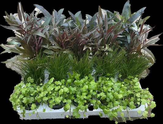 Aquarium plant mix 10cm 5cm Pot