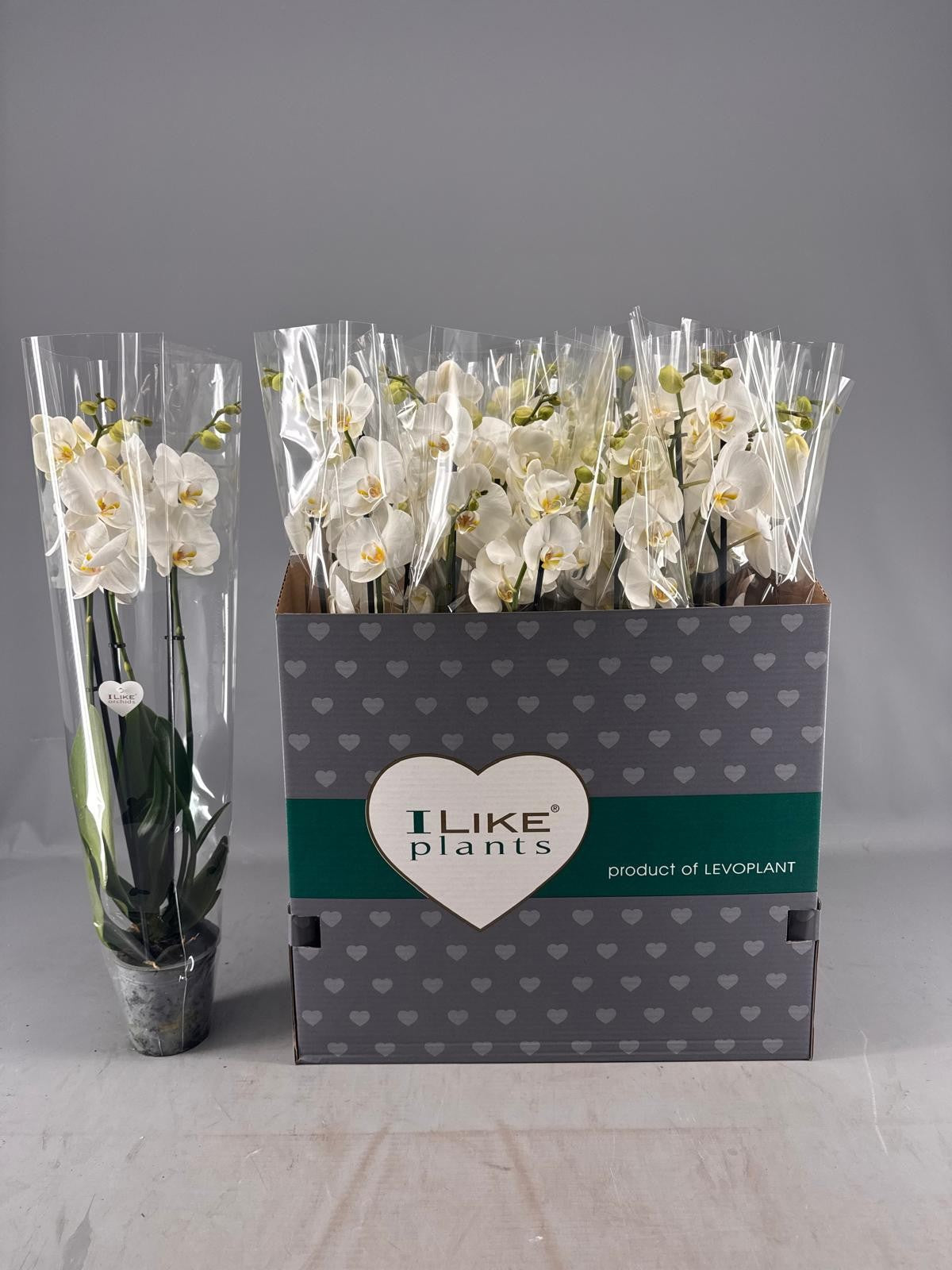 Phalaenopsis white 75cm 12cm Pot