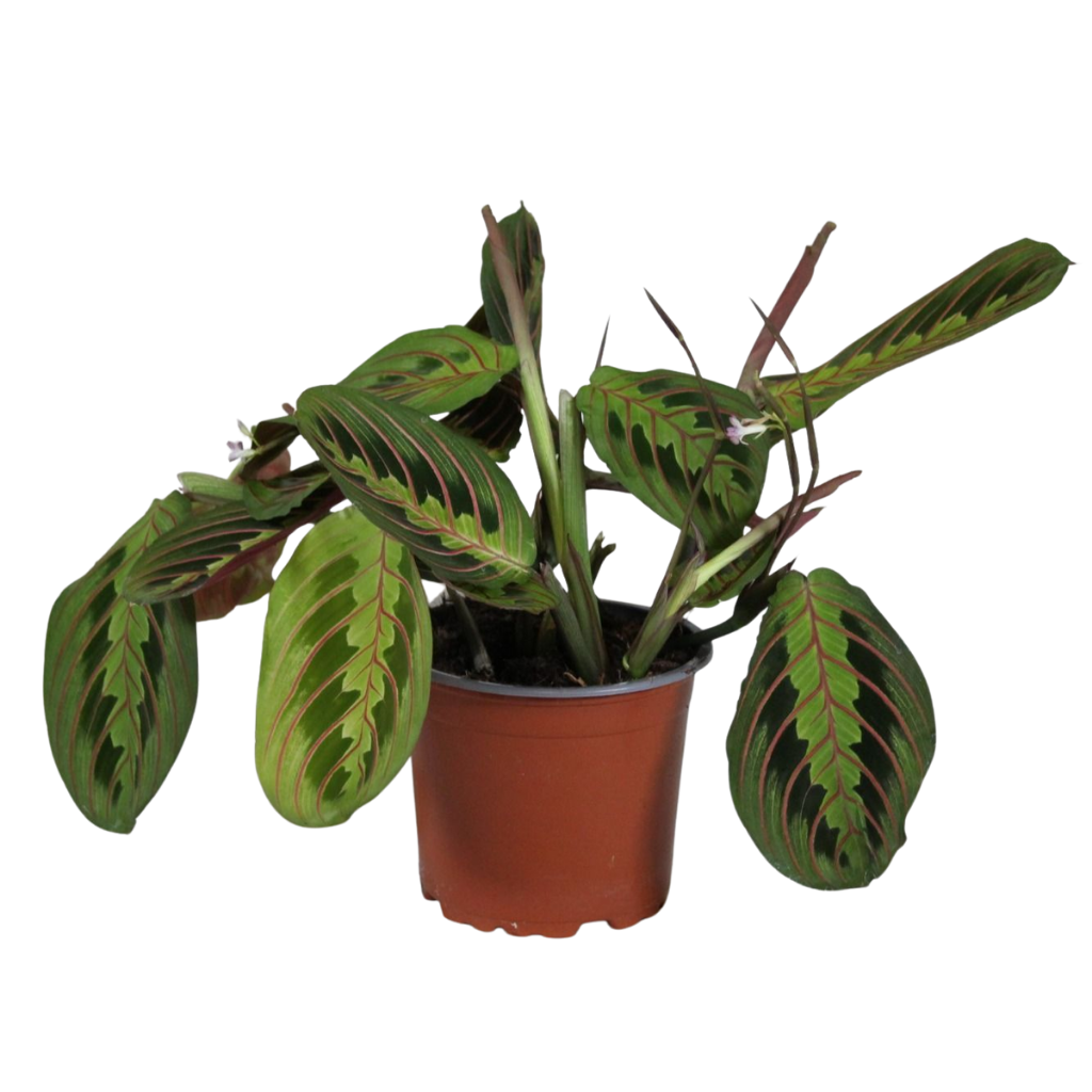 Maranta Fascinator 30cm 12cm Pot