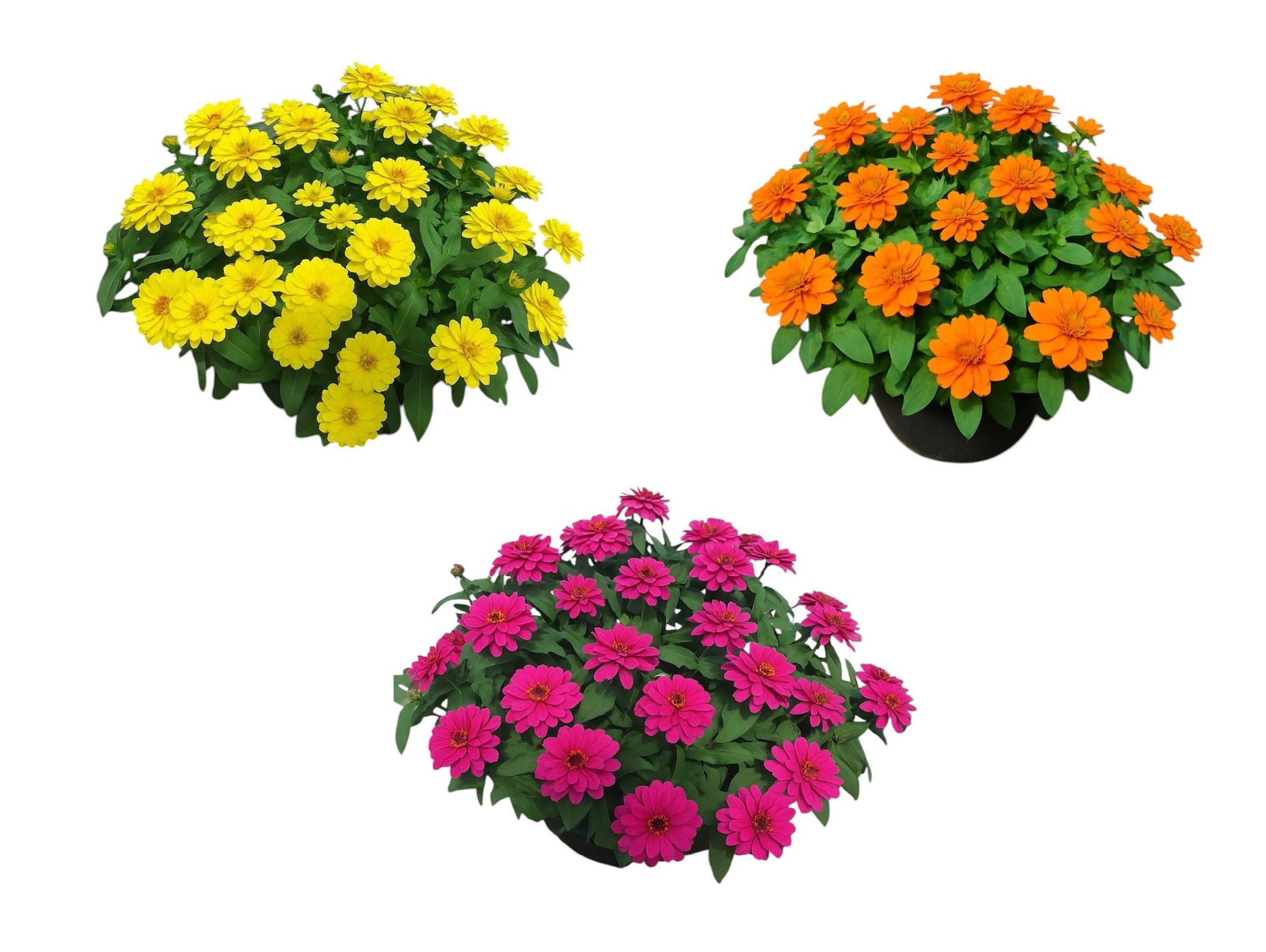Zinnia Zahara mix 35cm 27cm Pot