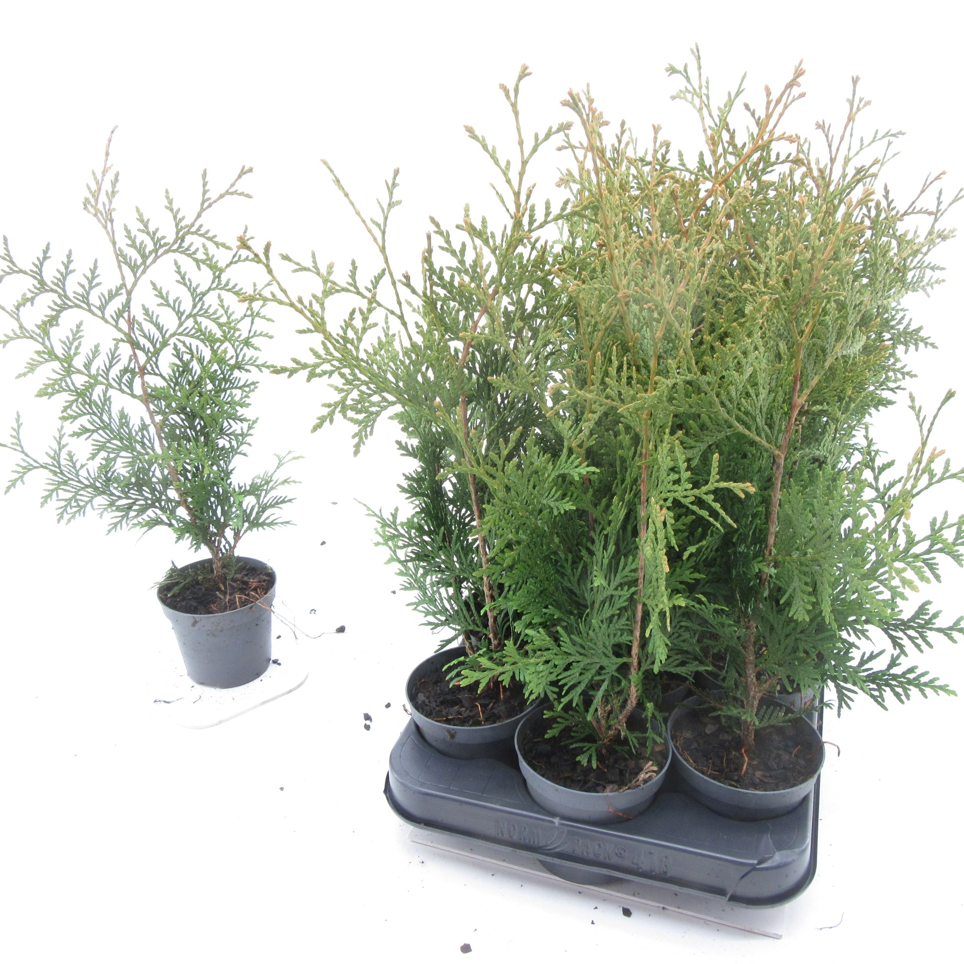 Thuja occidentalis Brabant 15cm 9cm Pot