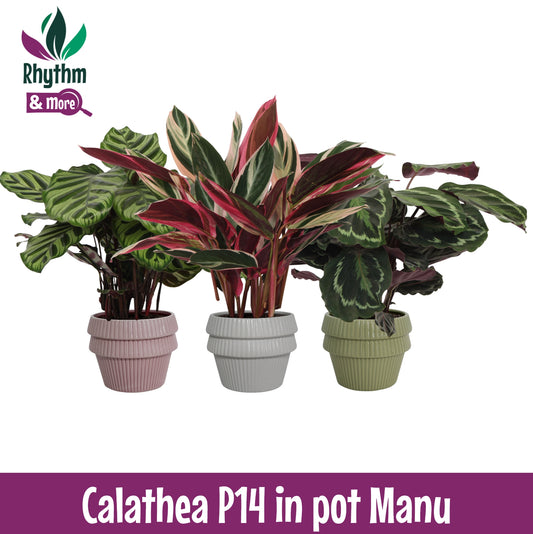 Calathea mix in ceramics 45cm 14cm Pot