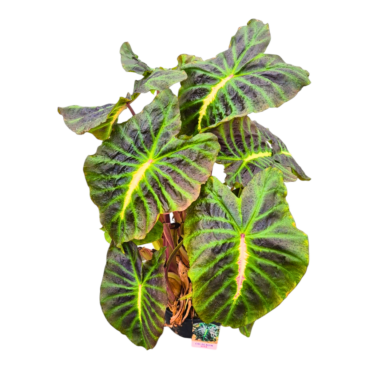 Colocasia Pharaohs Mask 130cm 30cm Pot