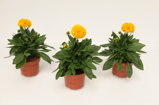 Coreopsis Golden Spheer 25cm 13cm Pot