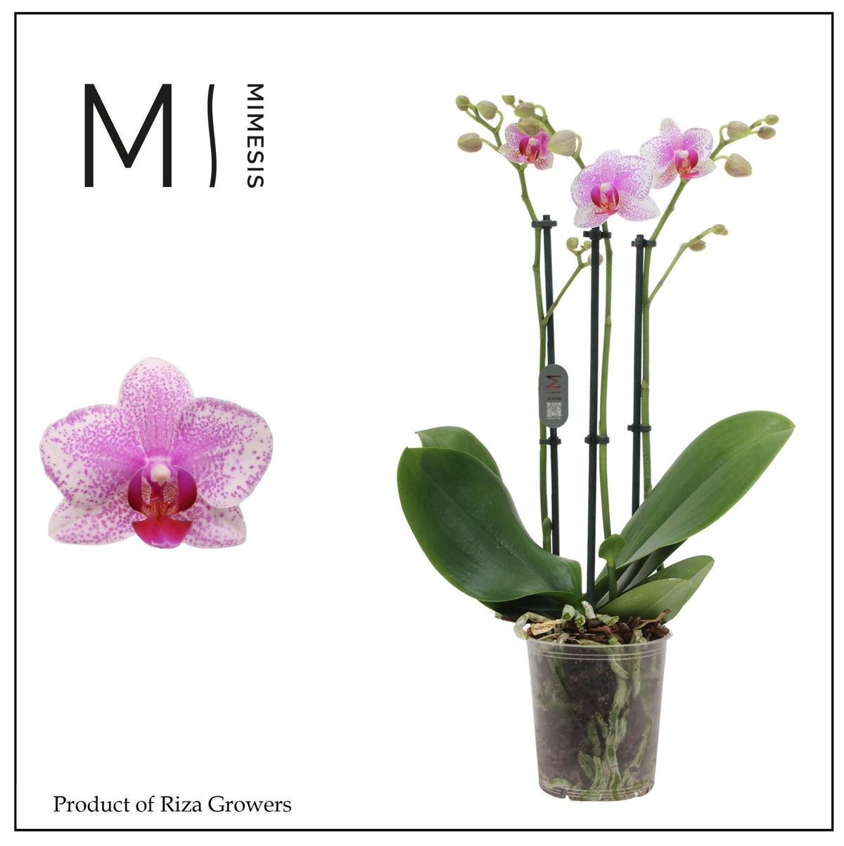 Phalaenopsis Rotterdam 50cm 12cm Pot
