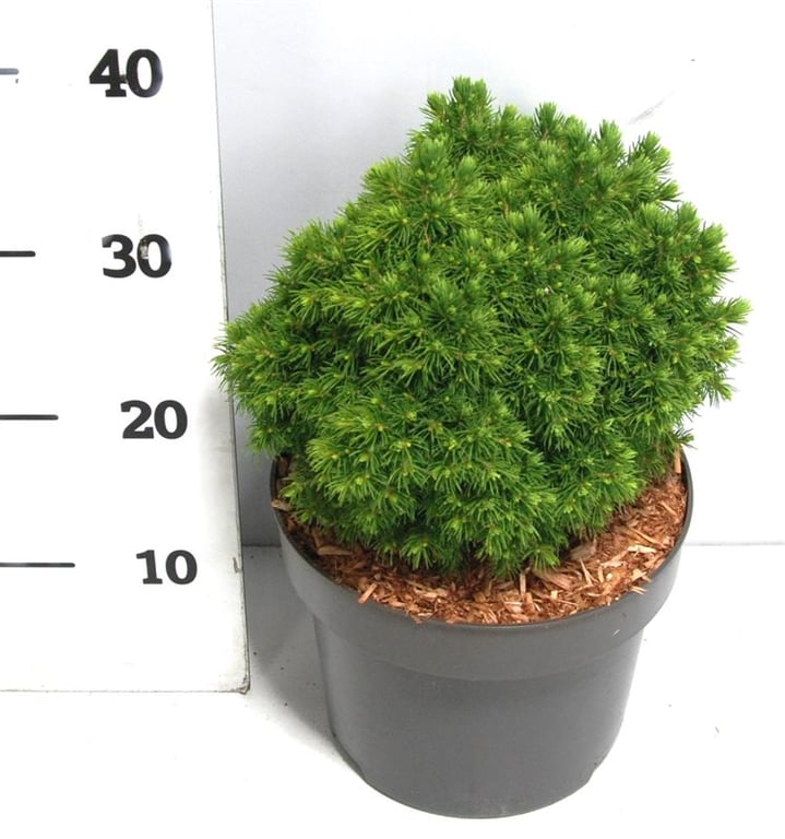Bloemenkampen BV, Hkw. de Picea gl. Alberta Globe Pack of 1