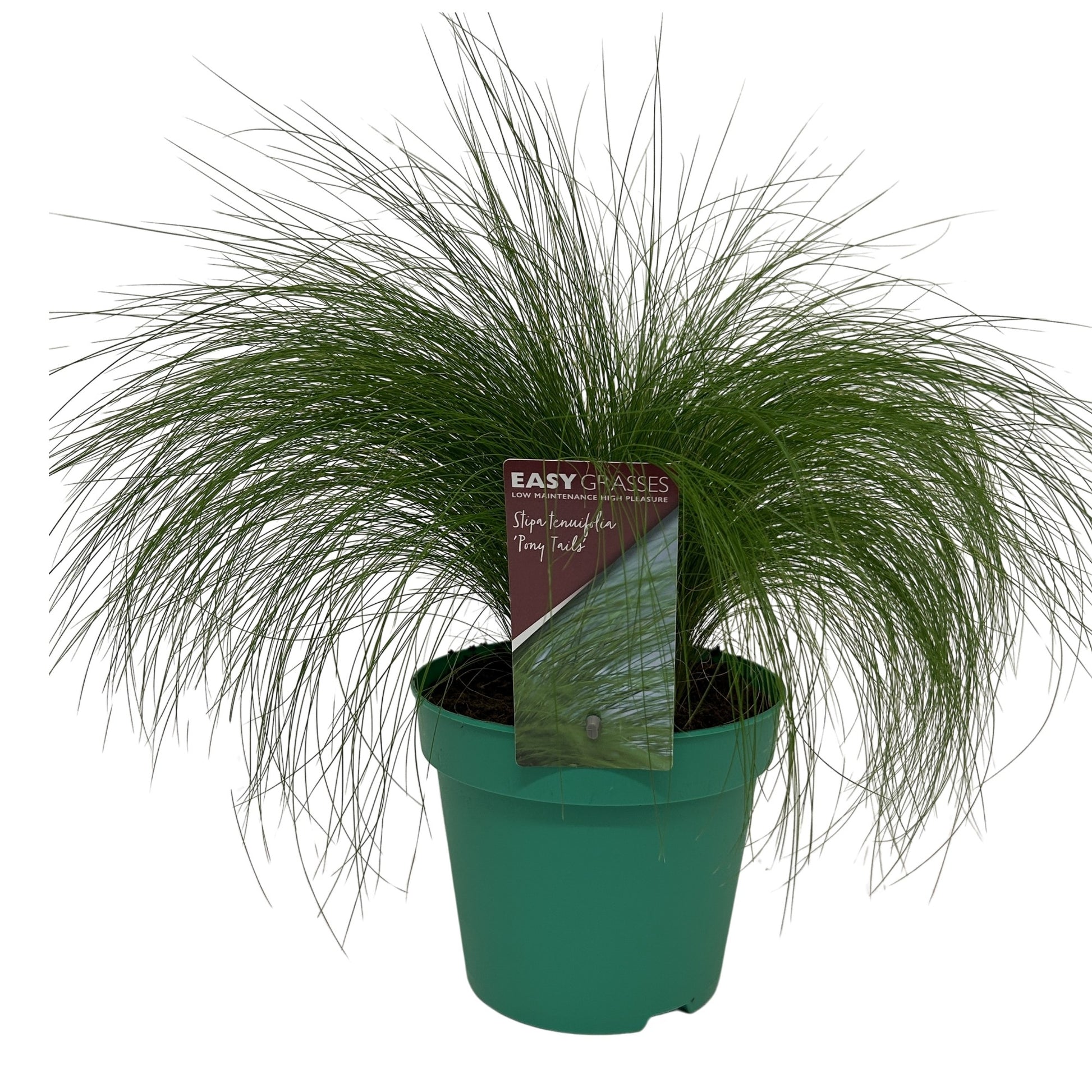 Stipa tenuifolia 35cm 17cm Pot