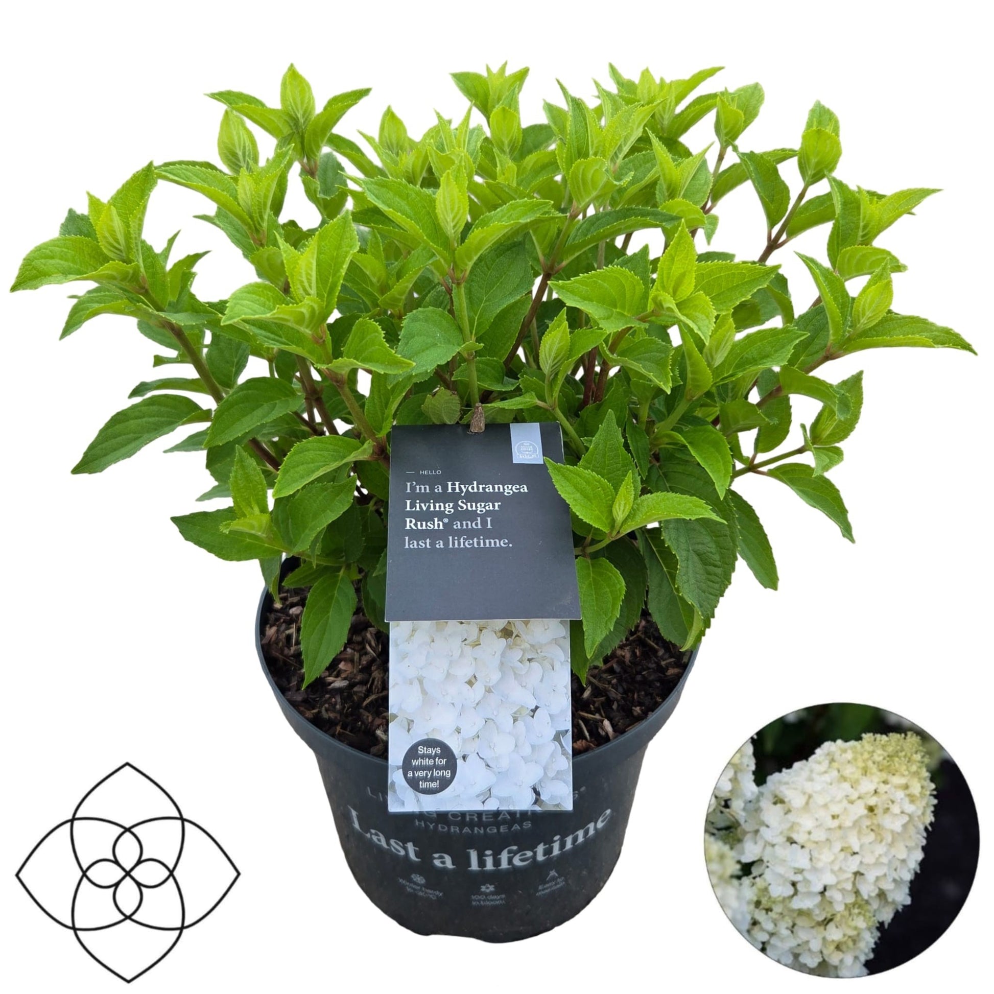 Hydrangea pan. Living Sugar Rush 50cm 23cm Pot