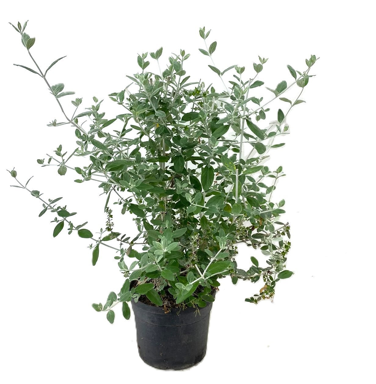 Luiten Kwekerij BV Teucrium fruticans Pack of 1
