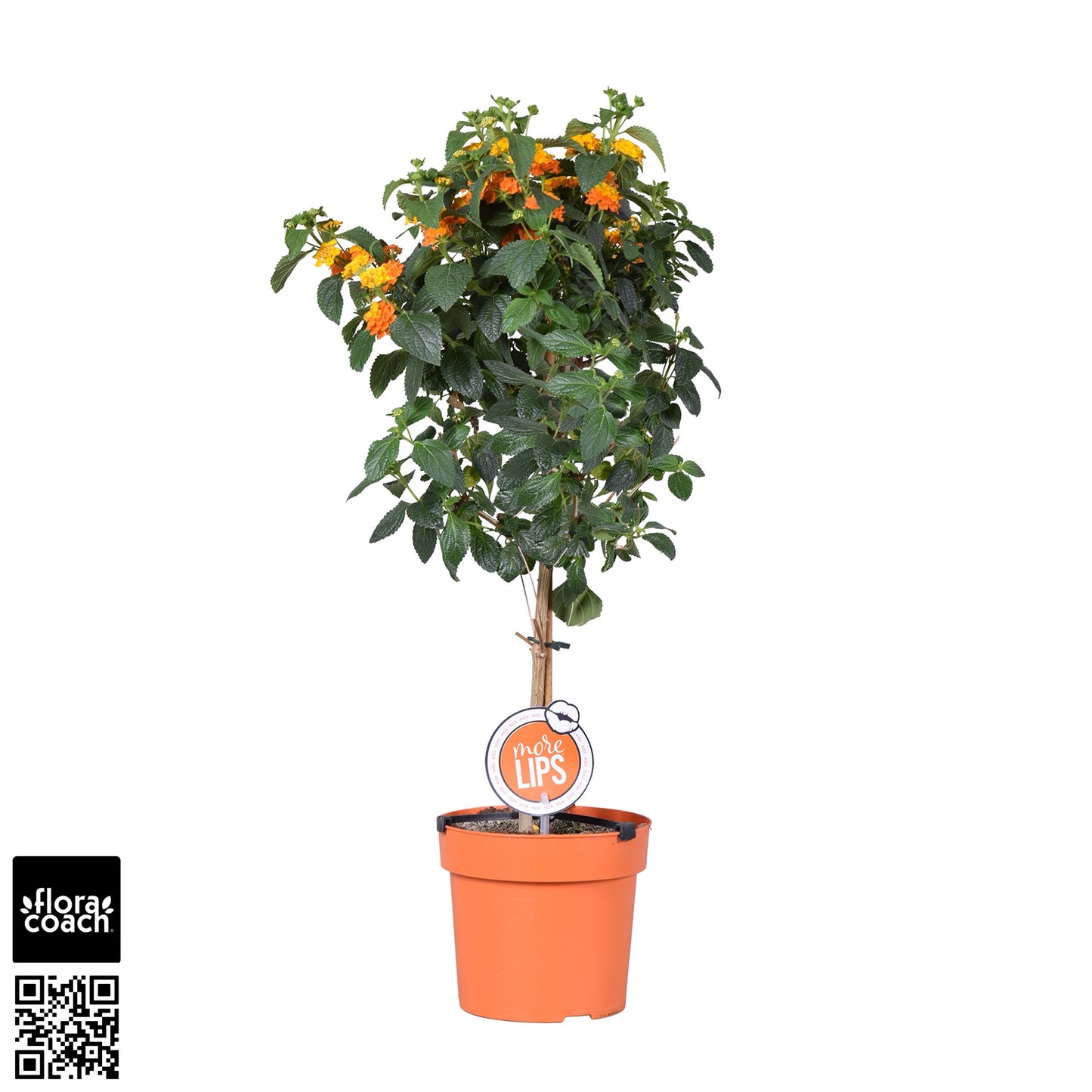 Lantana camara 75cm 19cm Pot