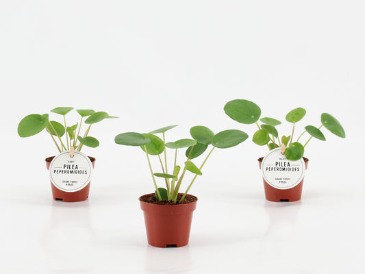 Mostert Nieuwerkerk BV Pilea peperomioides Pack of 12