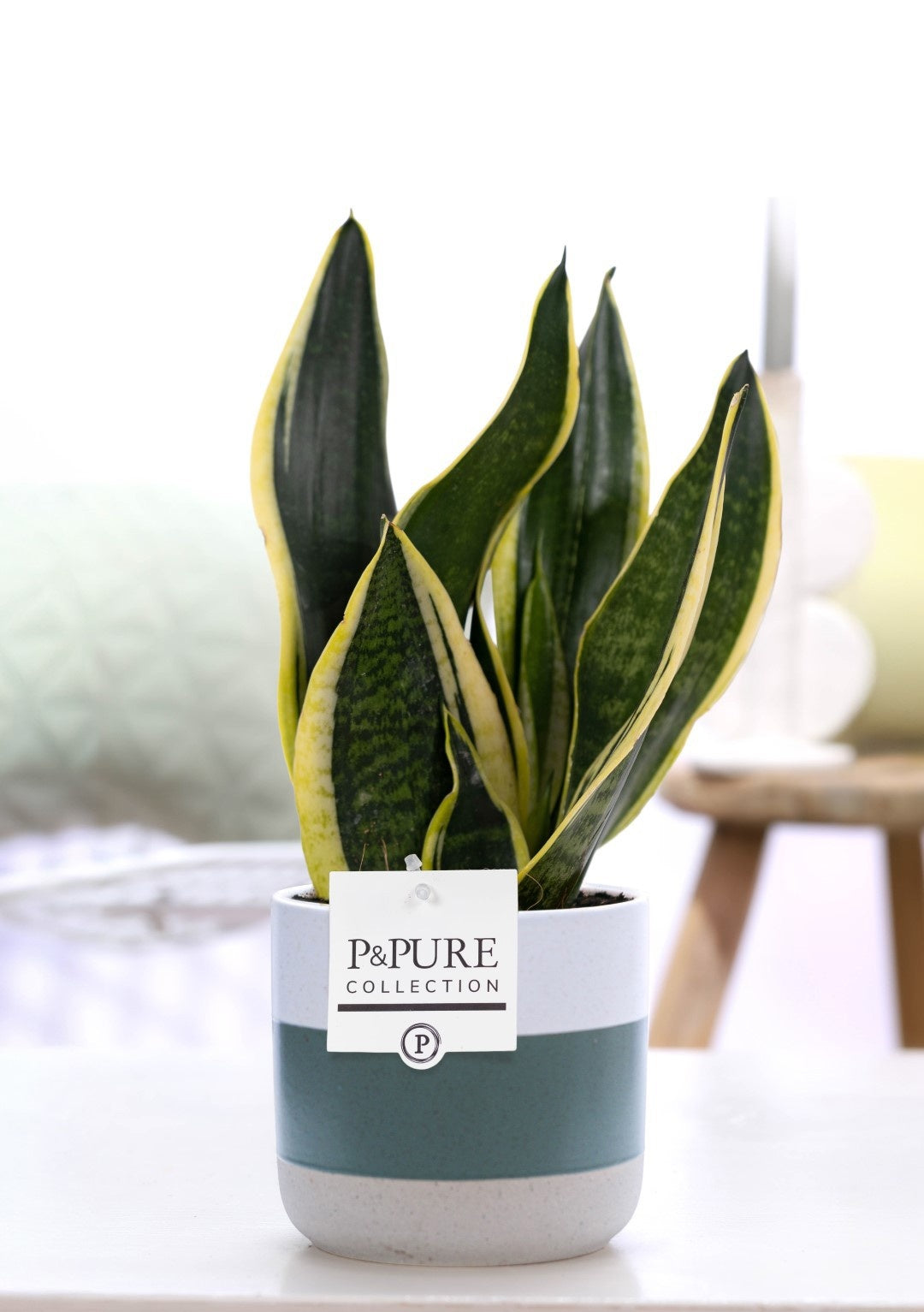 Sansevieria Futura Superba 30cm 12cm Pot