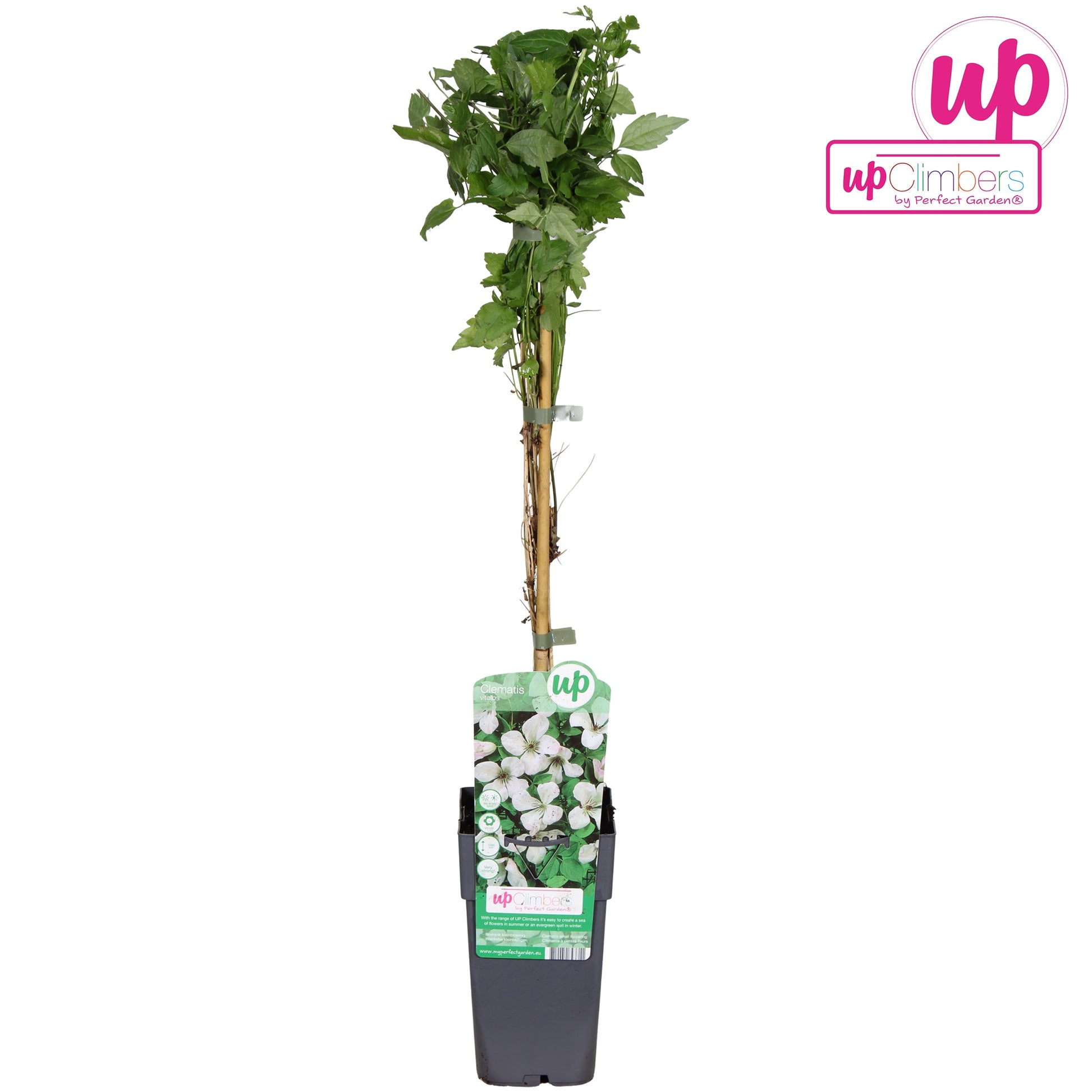 Hoogeveen Plants BV Clematis vitalba Pack of 10