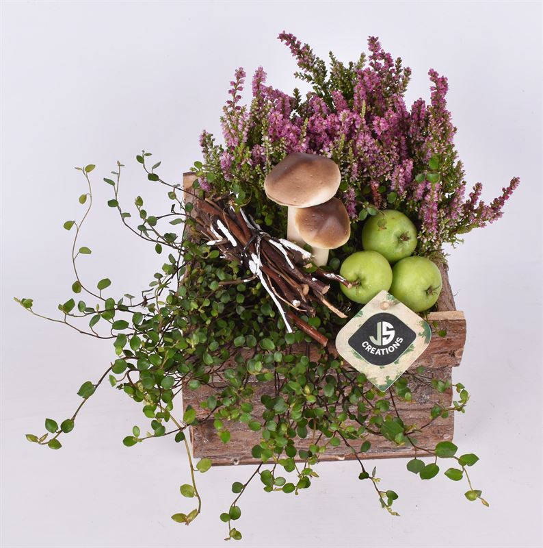 Outdoor arrangement 17cm Pot