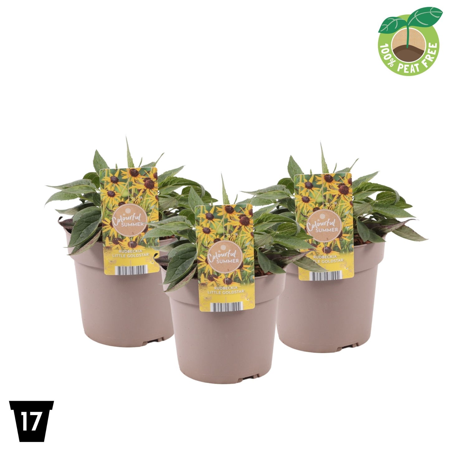 Rudbeckia Little Goldstar 35cm 17cm Pot