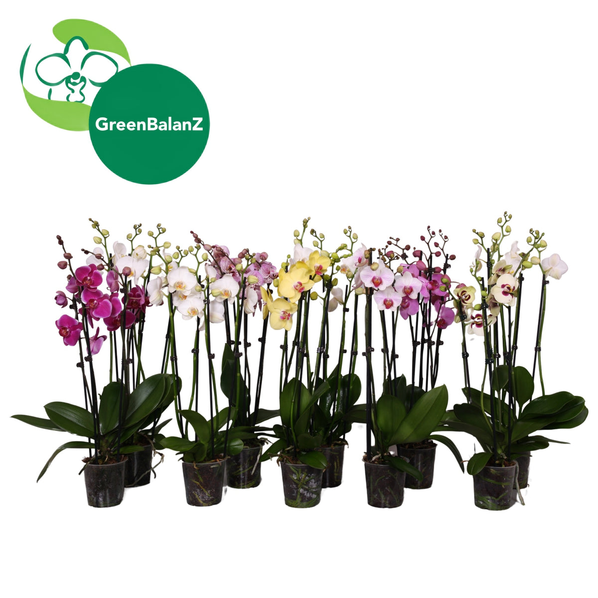 Phalaenopsis mix 65cm 12cm Pot